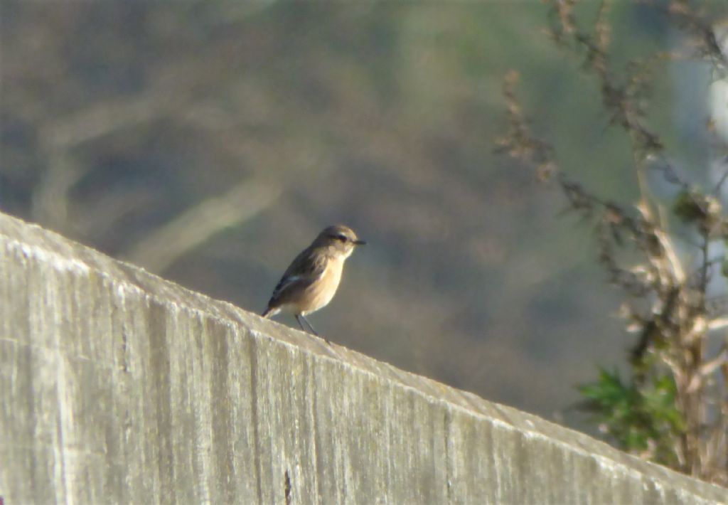 Saltimpali (Saxicola torquatus )